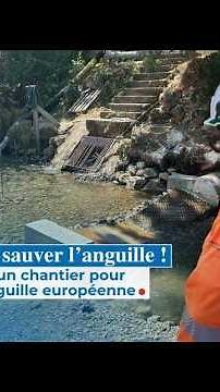A specially designed ramp to save the European eel on the Cadière stream