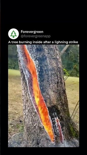 Tree Burns from Within After Lightning Strike in Texas: A Rare Natural Phenomenon