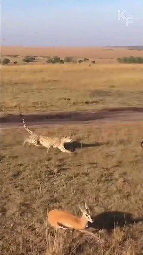 Young Gazelle vs Cheetah: No Escape in the Wild