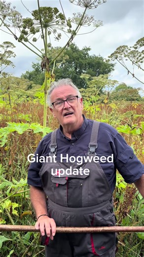Giants Hogweed: A Comprehensive Gardening Update
