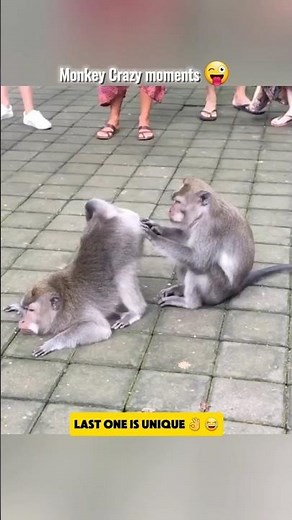 Crazy Monkey Moments 😹 | Funniest Monkey & Hilarious Clips 🐒