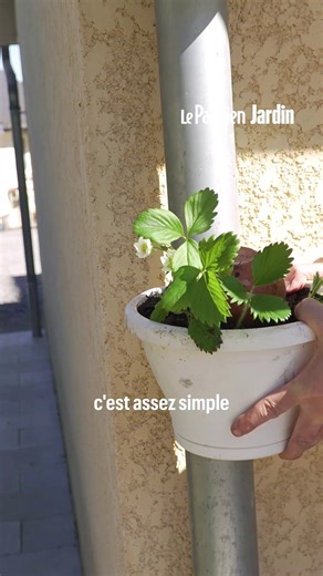 Comment cultiver des fraisiers en pot suspendu ?