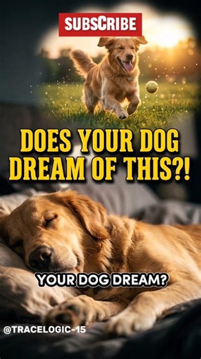 Your Dog’s Brain Does This at Night 💭🐶 #shorts
