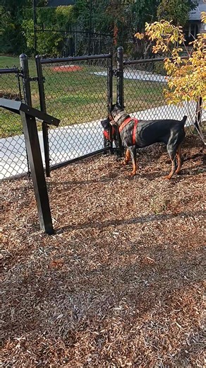 Watch the great escape. These dudes provide me a ton of laughs. The two best working breeds,in my opinion, are the Pitbull and Doberman. Perfect level of intelligence mixed with Drive and stamina. Incredible athletes, and brave !! I've owned about 20 Doberman and this one has great physical tools, but he is a whiner. 100 lbs of all muscle. | Carlos Jeff