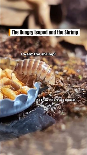 The cute little isopod trying to grab a shrimp