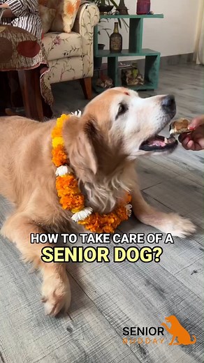 1.1K views · 33 reactions | How to take care of an old dog #dogs #pet #petlovers #seniordog #dogarthritis #doginstagram #doginstaworld #dogofig #dogofinsta #dogofinstagram #dogphotography #dogsofinstagram #seniorbudday #seniordogs #dog #dogfriendly #dogcare #doglife #doglover #dogmom #dogmoments #dogoftheday #dogreel #dogreels | Senior Budday | Facebook