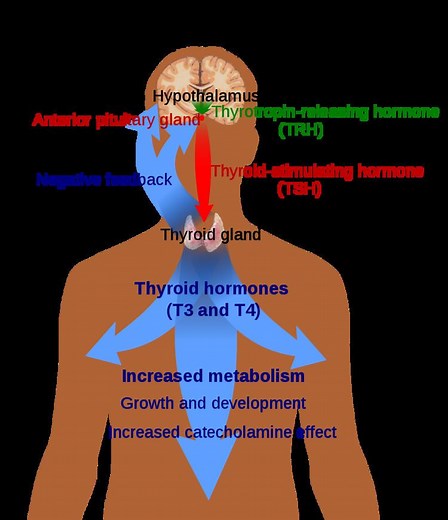 Hypothalamic–pituitary–thyroid axis - Alchetron, the free social encyclopedia