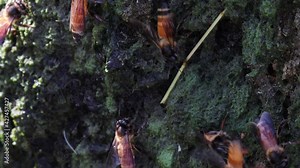 close-up of A honey bee fights for territory with another honey bee Near the water source. concept for Bee keeping, promotion of bee keeping,Bee habit. Promoting the production of honey and wax