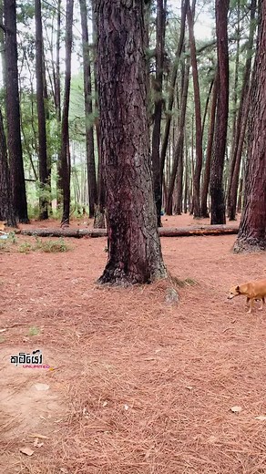 Colorful Bus Adventure in a Forested Wonderland