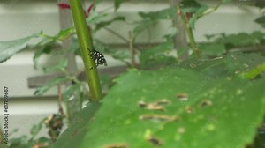 A nymph Spotted Lantern Fly sits on a rose stem, in the foreground, their dame is shown on a partially eaten leaf