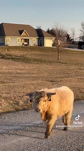 🐂 Meet Sully: the big puppy dog of our farm! 🐾🐮🌟 This silver non-chondro bull is more than just a pretty face—he’s got the heart of a puppy and the build we love to see in our bulls! Did you know that a bull’s temperament can greatly influence its offspring? That’s why Sully’s sweet personality is a winning trait! 🐾💕 We’re updating our website for semen sales, and trust us, you won’t want to miss out on this guy! He’s thick, stocky, and ready to impress! 📹 Check out the video and let us k