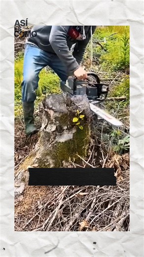 Así es como estas personas lograron reutilizar el tronco de un árbol y lo convierten en un taburete 🪑✨️✨️🤯💪😮 #madera #tronco #arbol #estafas #blackfridaydeals #viral #fpyシviralfypシ゚viralシalシ #viralreelsシ #fpyシ #videoviral | SIMÓN
