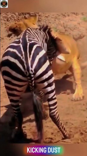 Lion’s Deadly Ambush | Lion vs Zebra: The Hunt That Shook the Savanna #lionhunting #lionattack