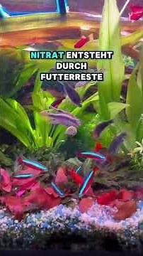 So senkst du zu hohen Nitratwert im Aquarium! 🐠💦 | Einfacher Trick für sauberes Wasser