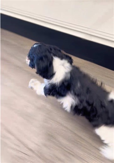 I Don’t Chase, I Attract: A Cocker Spaniel's Philosophy