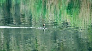 Duck dives. Bird wildlife footage 4K in slow motion.