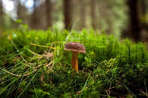Kde teď rostou houby? Sucho si vybírá daň, mapa přesto ukazuje i výjimky
