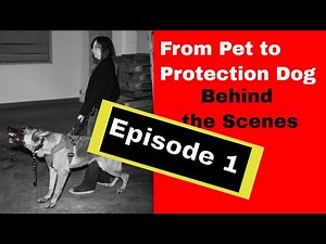Fearful Dog Trained in Personal Protection Part 1 (K9-1.com)