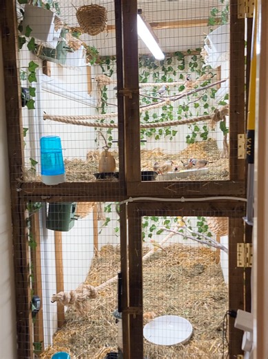 Fresh Bedding Essentials for Your Birds