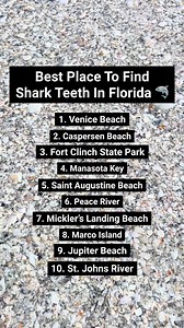 588K views · 2.5K reactions | Best places to find shark teeth in Florida! #sharktooth #sharkteeth #sharkteethhunting #floridalife #floridatravel #floridabeaches | Florida Trippers | Facebook