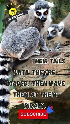 🦨🦨 The Smelliest Battle in Nature: Lemur Stink Wars 🦨🦨 #shorts