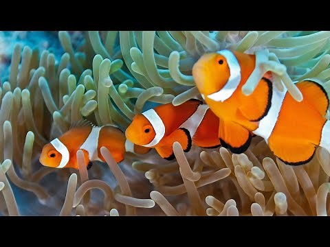 The Clownfish | Unlocking the Wonders | Clownfish Life Cycle
