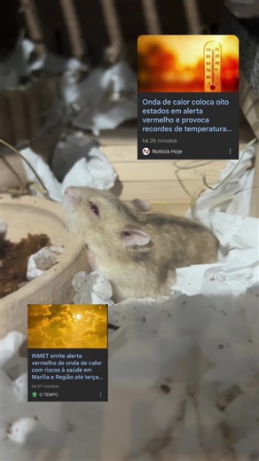 Dicas para Proteger seu Hamster do Calor Intenso