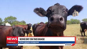 Bone dry on the range: Texas cattle ranchers battle drought, extreme heat #TexasDrought #CattleRanchers #ExtremeHeat #WaterScarcity #RanchingLife #SurvivingTheHeat #DroughtChallenges #CattleIndustry #ClimateImpact #RanchLife | NTV America