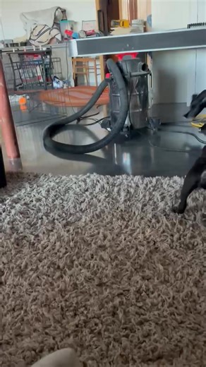 Update Adopted!!!! Looking for a larger dog ? These active babies are mostly lab with a pinch of husky. Doing good on their potty training learning some basic manners. They wont last long so fill out your application which can be found on our website www.justanimals.org | Just Animals