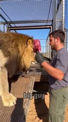 Feeding Time for Bobcat the Lion.