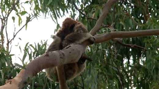 Koala, Koala Bear, Cute Koala. Free Stock Video
