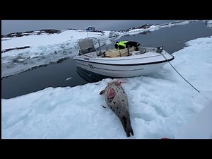 Seal Hunting | March seals