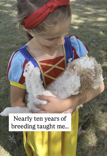 I’m addition to being comfortable on her back, this sweet girl self-soothes. You can see her start to “fidget” after a bit, but she quickly realizes she’s safe and with her favorite person, and she settles right back down ❤️ Her sister was reserved but this little girl is looking for her new 🏡—DM me for info! #chill #cavapoochonpuppy #cavapoochonlife #cavapoochon #minipuppy