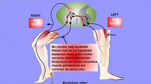 Extensor reflex- Çapraz refleks yayı animasyonu ( Ekstensor refleks )