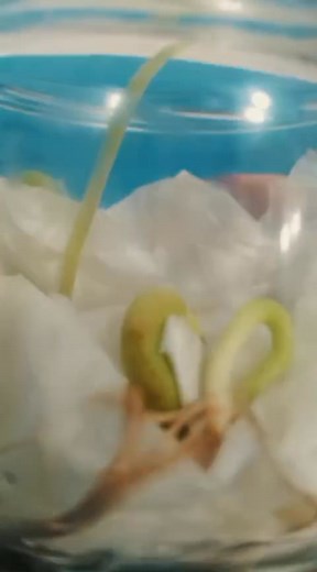 “Tiny seeds, big lessons! Grade 6 explored "Sexual Reproduction of Plants" with smiles and fun💫 Guided by Teacher Zeina Amhaz 🌱🌳 | Imam Rida High School