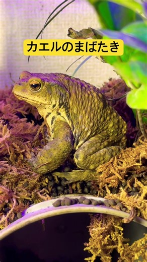 カエルのまばたき！ #アクアリウム #特有種 #frog #カエル足 #animals #捕食シーン #トカゲ #爬虫類 #nature #aquarium #カエル #reptiles #cute