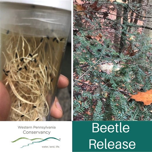 Our state tree, the Eastern hemlock, is under threat by the invasive hemlock woolly adelgid! This greatly affects forest and stream ecosystems. We’re working to control the spread of invasive HWA in select stands of hemlock trees on some of our preserves: Wolf Creek Narrows Natural Area, Marshall Preserve and Bennett Branch Forest. Working closely with the PA Department of Forestry and after careful evaluation and testing, our land staff and our Pennsylvania Natural Heritage Program (PNHP) scien