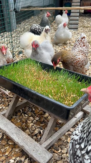 Charlotte Seaton on Instagram: "Wheat fodder This is a great way to grow fresh greens quickly for your hens and release extra nutrients How to grow wheat fodder for your chickens: 1: Get a sack of dry feed wheat from your local feeder merchants 2: Fill half a jar/pot/tub with wheat 3: Cover with water - the wheat will expand so don’t fill it too full! 4: Soak for 24 hours 5: Rinse with clean water and spread on a tray with drainage holes about 1/2 inch thick (I used an old seed tray) 6: Mist/sho