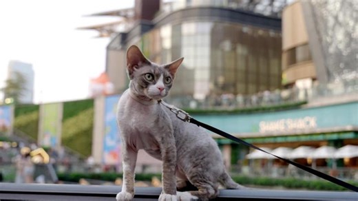 China s Guangzhou: a shopping city in full global buzz | Wenyi ZHANG, Senior Structural Engineer, Executive MBA