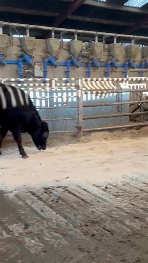 4.2K views · 14 reactions | Entered for tomorrows store cattle sale From WK Byers & Son 8 angus steers and heifers 12-14 months Store cattle sale commences tomorrow at 10.30am | Brockholes Arms Auction Mart | Facebook