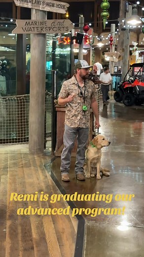 12 reactions | Remi is graduating our advanced program! He is going home to be a service dog and we know he will make a great one. #holtstrainingacademy #dogtraining #servicedog #obedience #labrador #basspro #labsoftiktok #dogsoftiktok #dogsofinstagram | Holt's Training Academy | Facebook