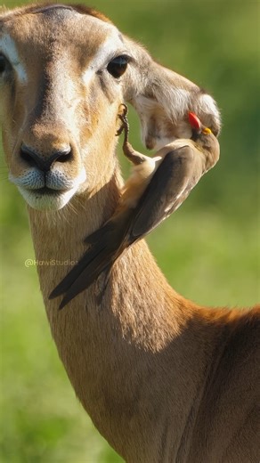 HAWI Studios | Red-billed oxpecker with impala Wincent cMfD9 #bird #nature #wildlife | Instagram