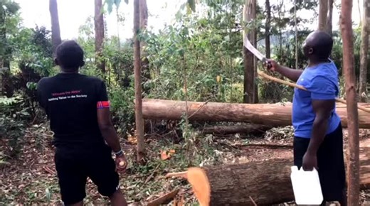 Lighting struck and damaged over half the mature trees in my small forest in Turbo. Here to assess the damage. The external damage visible as the leaves start to die and the bark dries up is an exaggeration of the damage to the trees when the cut stumps are examined. The motivation to quickly bring down the "damaged" trees is commercial, not the safety concerns about the integrity of the trees. There was a value chain awaiting my arrival to assess the damage and start the process of lumbering. T