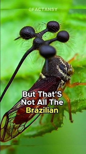 Brazilian Treehopper: The Tiny Bug with a Bizarre, Spiky Crown!