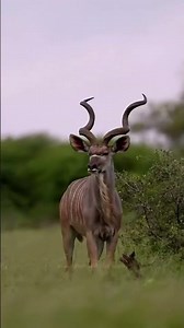 Kudu specialized browsers, key prey species, and dispersers of seeds. As herbivores .