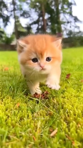 New Cool Tool!🥰 New Viral Gadgets, Smart Kichen Appliances, Tolls, Utensils, HomeCleaning #shorts 11