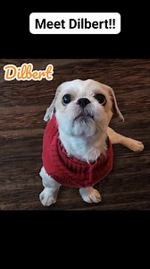 Meet Dilbert! Could he be your next best friend?!?! Is so, apply at www.monkeyspack.com | Monkey's Pack