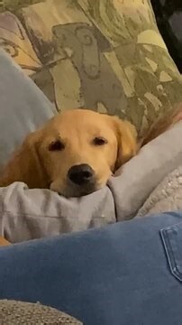 1.3K views | This dog, stuck beside a sleeping woman, made the most innocent face upon seeing the food placed on the table. It seemed like she was really tempted to eat the food, but unfortunately, she couldn’t. Either she didn’t want to disturb the woman who was sleeping, or she couldn’t get up because of her size. | Jukin Copyright Management | Facebook