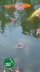 1.9K views · 80 reactions | We have yet to see the geese back this season, but the snapping turtles are still in the koi pond. | Project Chimps | Facebook
