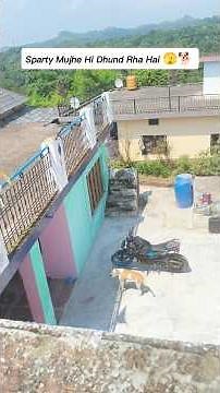 i Hide On Terrace & Dog Trying To Find Me 😮🐕